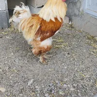 خروس برهما