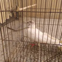 کبوتر