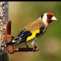 قفسه مهره باف گنبدی