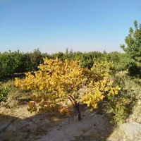 باغ بر جاده کندوان|فروش زمین و ملک کلنگی|اسکو, |دیوار