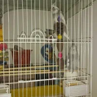 جوجه عروس دونخور معاوضه