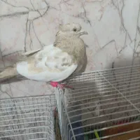 3عدد کفتر رنگی سالم به ضمانت نر وماده