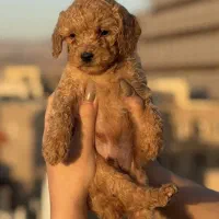 فروش توله دو ماهه ، پودل اصل|سگ|قزوین, |دیوار