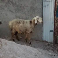 میش داشت