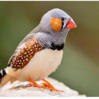 فنچ|پرنده|بوشهر, |دیوار