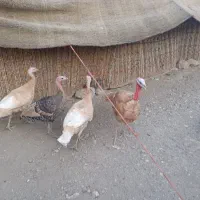 فروش ۴عدد بوقلمون|حیوانات مزرعه|سیوان, |دیوار