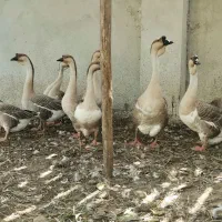 حراج قو غاز خاکستری
