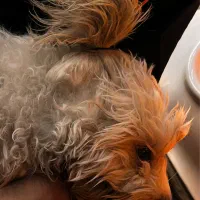 واگذاری سگ شیتزو|سگ|سهند, |دیوار