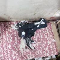 کبوتر