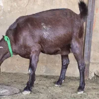 شیشک میش بره دار|حیوانات مزرعه|شیراز, گل سرخ|دیوار