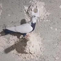 ۶ عدد کبوتر