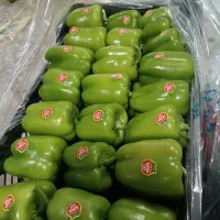 بسته بندی بادمجون و فلفل