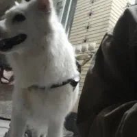 سگ  اشپیتنز