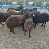 بره های نر همو و هترو