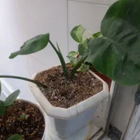 معاوضه گل با گل