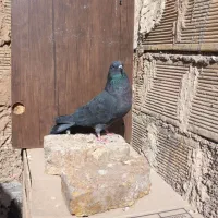 کبوتر ساعت سنگین به ضمانت .|پرنده|اصفهان, حصه جنوبی|دیوار