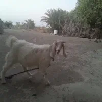 کهرماده،سرحال