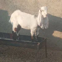 بز افغانی|حیوانات مزرعه|سیوان, |دیوار