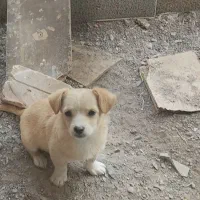 طوله پا کوتاه دوماهه رایگان