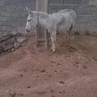 فروش الاغ