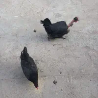 فروش تخم مرغ محلی نطفه دار و نژاد دار