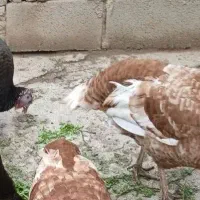 بوقلمون ماده