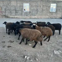 بره نر ماده دشتی|حیوانات مزرعه|دوتپه, |دیوار