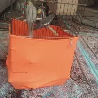پرنده|پرنده|مریوان, |دیوار