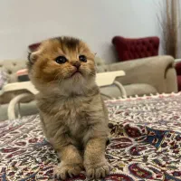 گربه اسکاتیش و بریتیش لیلاک|گربه|کرج, شهرک جهان‌نما|دیوار