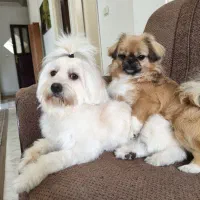 واگذاری رایگان سگ به دلیل مهاجرت