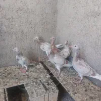 هفت رنگ خطی