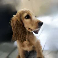 سگ خانگی کوکر اسپنیل|سگ|قزوین, |دیوار