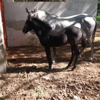 کره اسب خوشگل و آرام|اسب و تجهیزات اسبسواری|گنبد کاووس, |دیوار