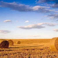 اجاره زمین کشاورزی دیم واقع در نی پهن عبداله