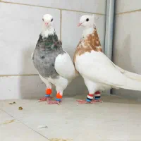 کبوتر زینتی پرشی