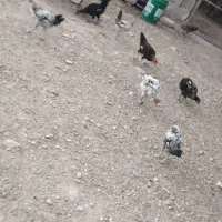 جوجه خروس محلی|حیوانات مزرعه|دشمن زیاری, |دیوار