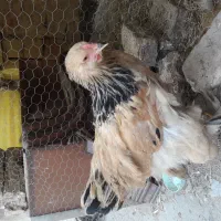 نیمچه برهما|حیوانات مزرعه|قم, علی آباد سعدگان|دیوار