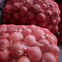 تامین کننده پیاز برا صادرات و شهرستان|حراج|بناب, |دیوار