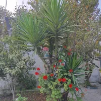 گل طبیعی و کمیاب