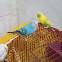 مرغ عشق  ، یه جفت،|پرنده|قوچان, |دیوار
