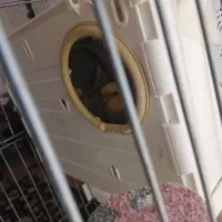 جفت نرو ماده ی عروس هلندی با ۵ تا تخم|پرنده|داراب, |دیوار