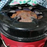 فروش اجاق گاز دوشعله|اجاق گاز و لوازم برقی پخت‌وپز|شیراز, باهنر|دیوار