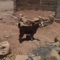 بیگ ماده