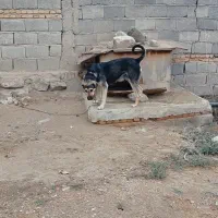 ماده پژدر نصل دار|سگ|نیر (اردبیل), |دیوار