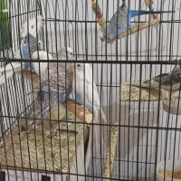 فروش عروس هلندی و مرغ عشق