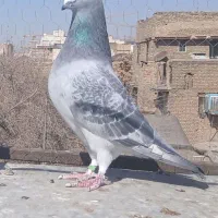 پلاکی موریس دلبر