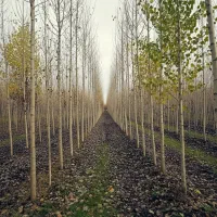 فرصت طلایی برای خریداران صنوبر و باغداران زرنگ|عمده‌فروشی|همدان, |دیوار