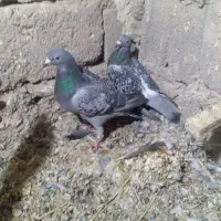 کبوتر مسافتی|پرنده|خاش, |دیوار