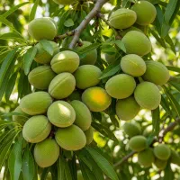 فروش نهــال گــردو اصــلاح‌شده ارسال سریع و تضمینی|خدمات باغبانی و درختکاری|خمین, |دیوار