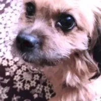 سگ گمشده|حیوانات|شیراز, شهرک مهدیآباد|دیوار